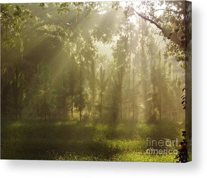 Sunshine Acrylic Print featuring the photograph Sunshine Morning by D Hackett