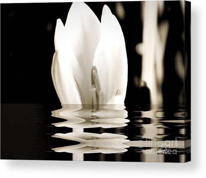 Flower Acrylic Print featuring the photograph Water Flower #1 by Keith Lyman