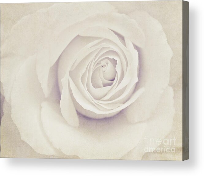 Rose Acrylic Print featuring the photograph White Rose #1 by Diana Kraleva