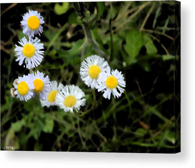 Spring Acrylic Print featuring the painting Wild Flowers by George Pedro