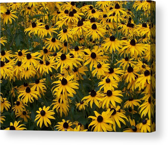 Flowers Acrylic Print featuring the photograph 100 Susans by Lila Mattison