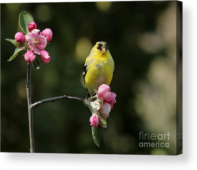 Nature Acrylic Print featuring the photograph American Goldfinch #102 by Jack R Brock