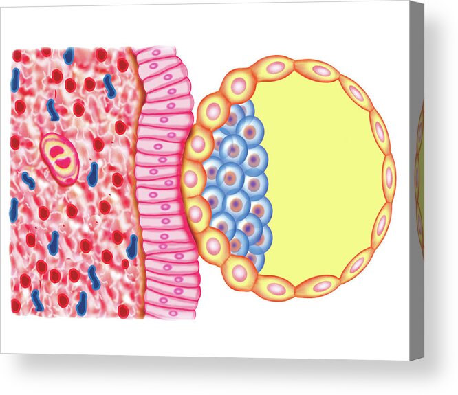 Anatomy Acrylic Print featuring the photograph Blastocyst Formation #13 by Asklepios Medical Atlas