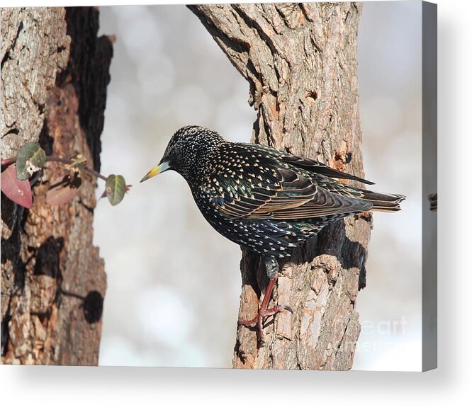 Nature Acrylic Print featuring the photograph European Starling #18 by Jack R Brock