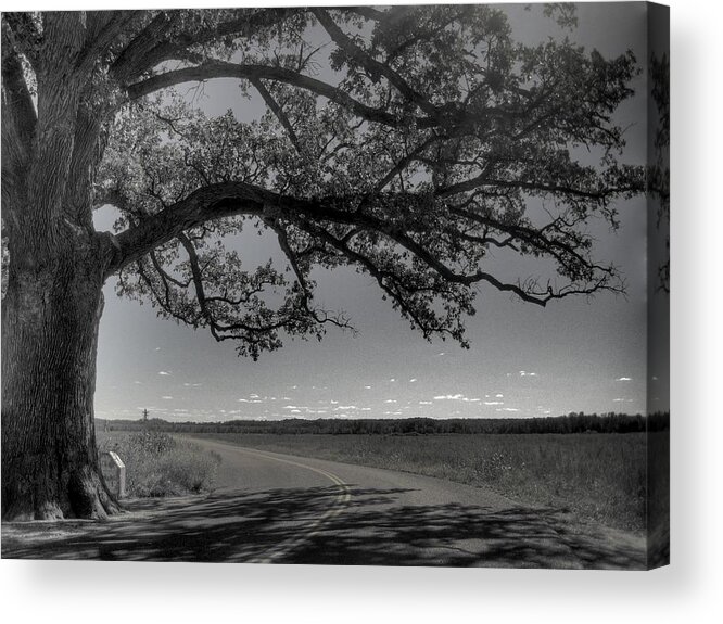 Bur Oak Tree Acrylic Print featuring the photograph Burr Oak Tree #2 by Jane Linders