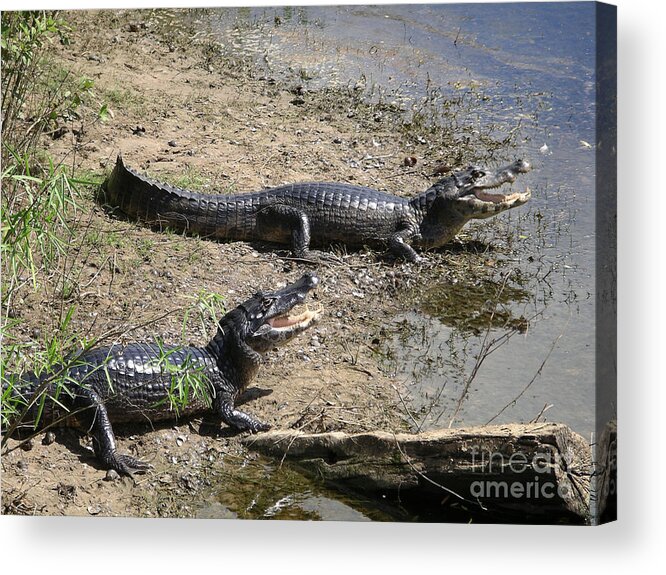 Animals Acrylic Print featuring the digital art Caiman #2 by Carol Ailles