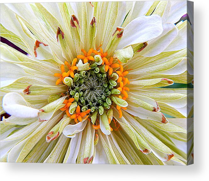 Nola Acrylic Print featuring the photograph Chrysanthemum Fall In New Orleans Louisiana by Michael Hoard