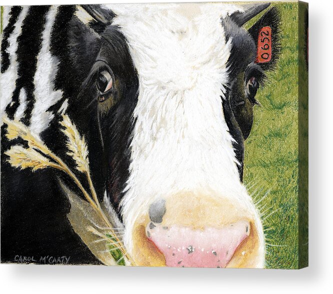 Kitchen Acrylic Print featuring the painting Cow No. 0652 #2 by Carol McCarty