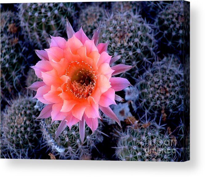 Cactus Acrylic Print featuring the photograph Desert Beauty #2 by Marilyn Smith