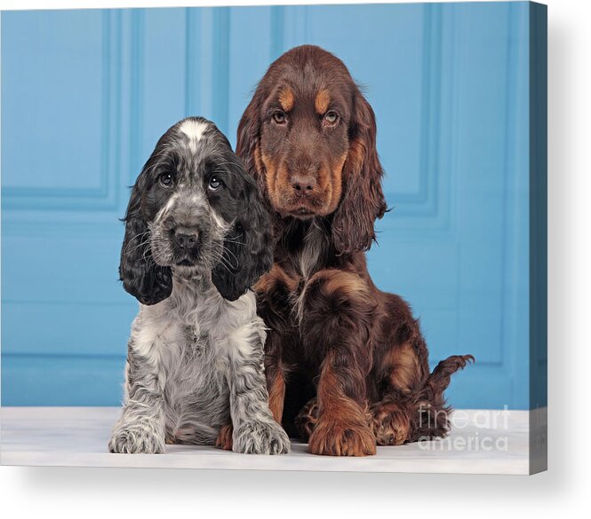 English Cocker Acrylic Print featuring the photograph English Cocker Spaniel Puppies #2 by Jean-Michel Labat