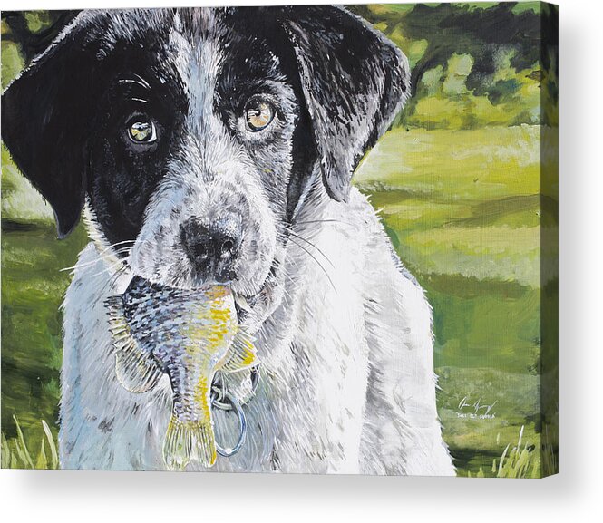 Dog Acrylic Print featuring the painting First Catch by Aaron Spong