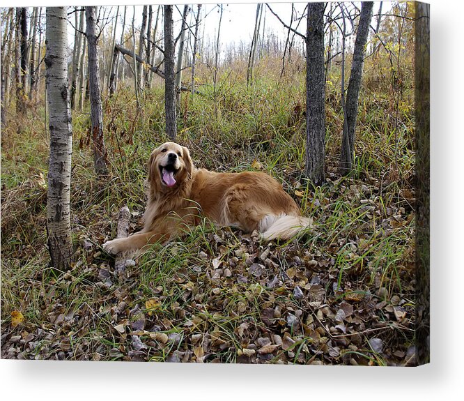 Pets Acrylic Print featuring the photograph Happiness Is #1 by Rhonda McDougall