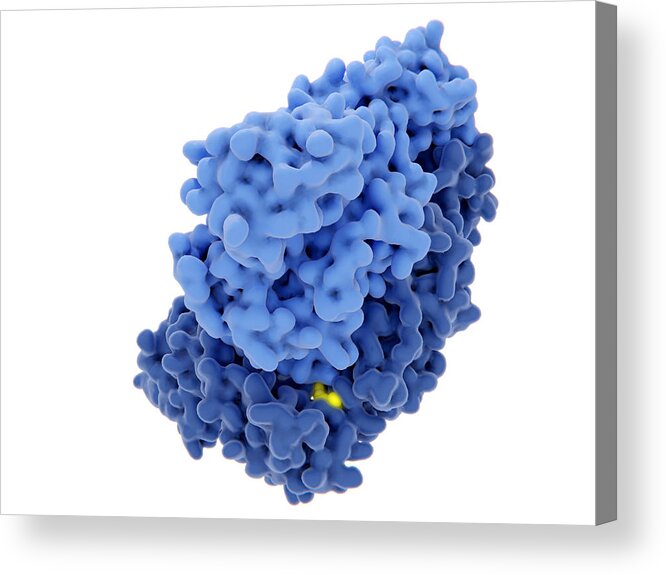 Aids Acrylic Print featuring the photograph Hiv-1 Reverse Transcriptase, Molecular #2 by Juan Gaertner