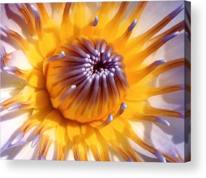 Lotus Lily Acrylic Print featuring the photograph Lotus Lily by Jocelyn Kahawai