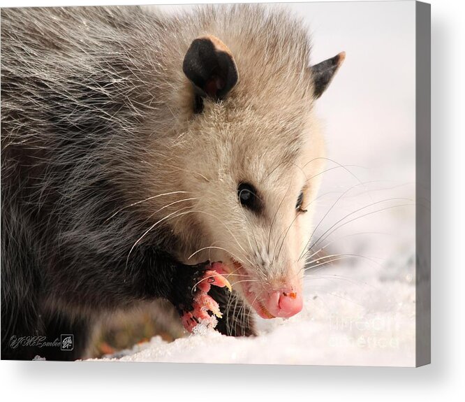 Mccombie Acrylic Print featuring the photograph North American Opossum in Winter #4 by J McCombie