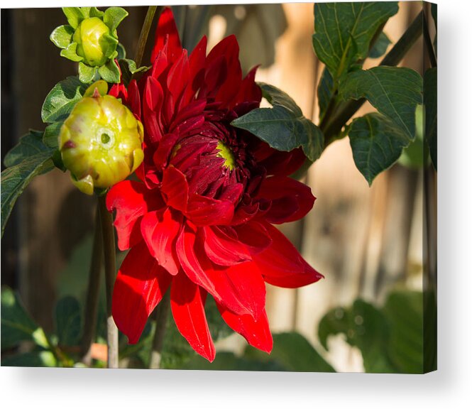 Dahlia Acrylic Print featuring the photograph Red Dahlia #2 by Weir Here And There