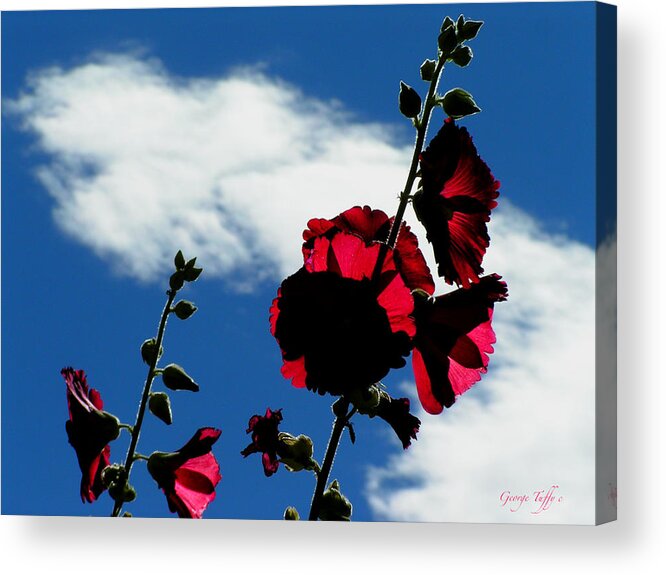 Red White Blue Hollyhock Flowers Nature Sky Clouds Colorado Rockymountains Simple Acrylic Print featuring the photograph Red white and blue #1 by George Tuffy