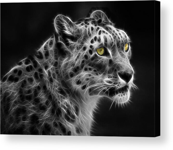 Snow Leopard Acrylic Print featuring the digital art Snow Leopard by Nina Bradica