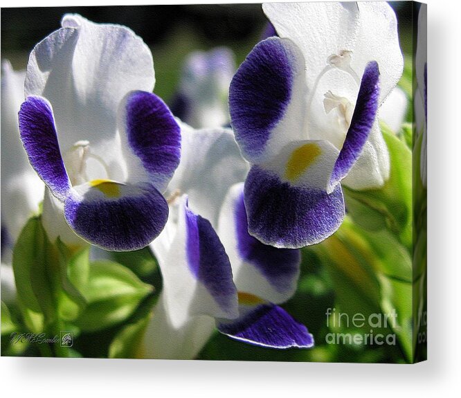 Mccombie Acrylic Print featuring the photograph Torenia from the Duchess Mix #2 by J McCombie