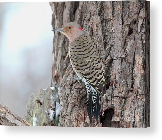 Nature Acrylic Print featuring the photograph Northern Flicker #23 by Jack R Brock