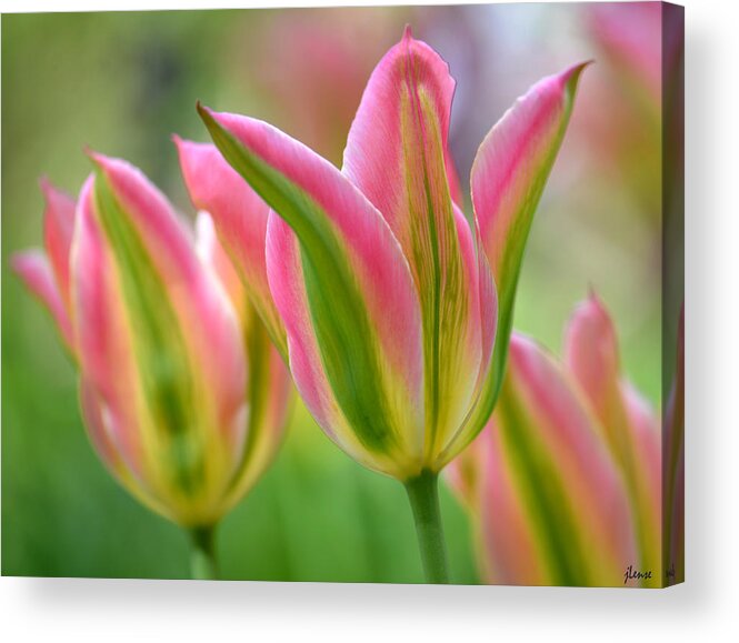 Floral Acrylic Print featuring the photograph 2.5 Tulip #25 by JoAnn Lense