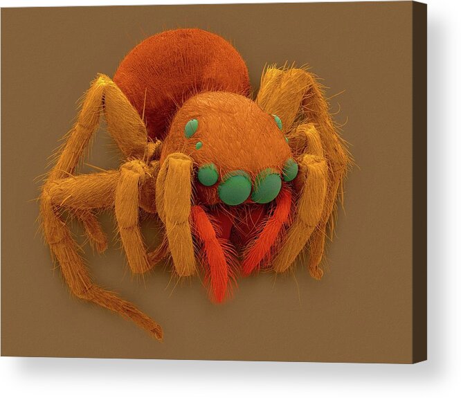212500c Acrylic Print featuring the photograph Jumping Spider (plexippus Paykulli) #3 by Dennis Kunkel Microscopy/science Photo Library