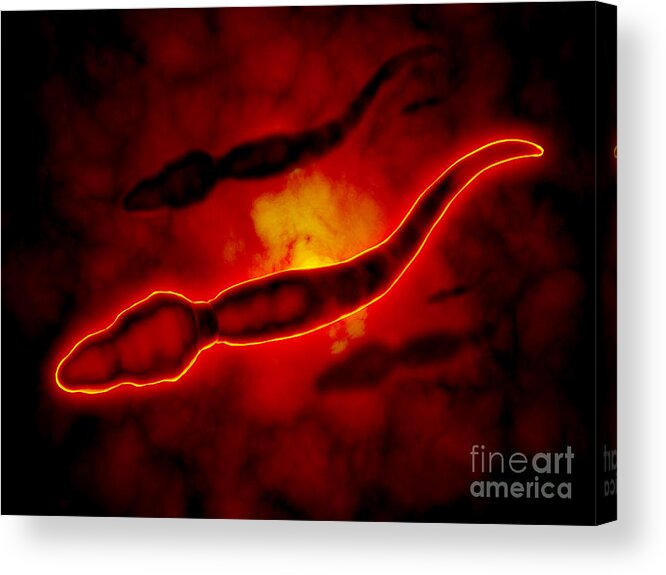 Molecular Biology Acrylic Print featuring the digital art Microscopic View Of Male Sperm Cells #3 by Stocktrek Images