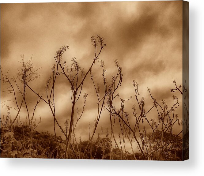 Sepia Acrylic Print featuring the photograph Somewhere #3 by Beto Machado