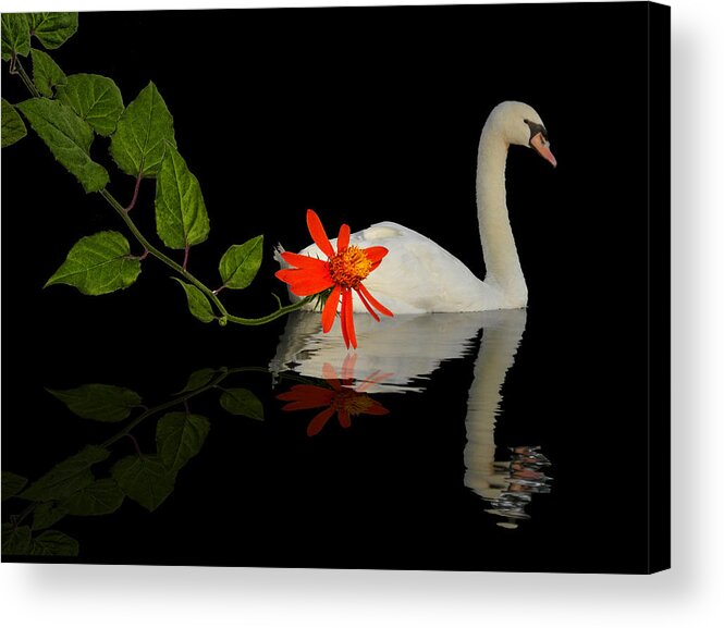 Swan Acrylic Print featuring the photograph 3044 by Peter Holme III