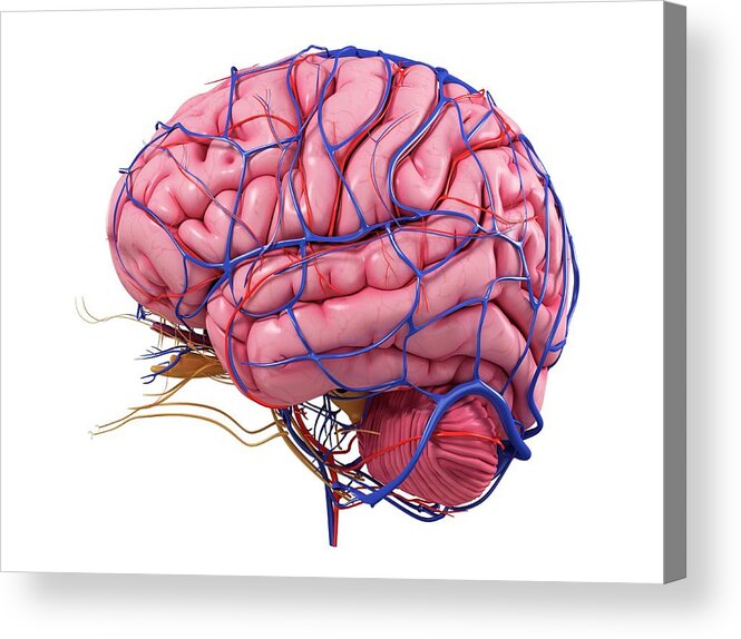 Artwork Acrylic Print featuring the photograph Human Brain #37 by Sciepro/science Photo Library