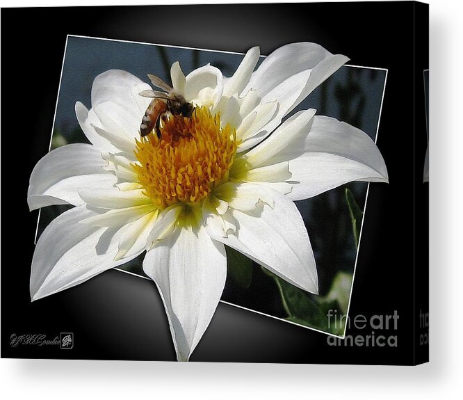 Mccombie Acrylic Print featuring the painting Dahlia named Alpen Cherub #6 by J McCombie