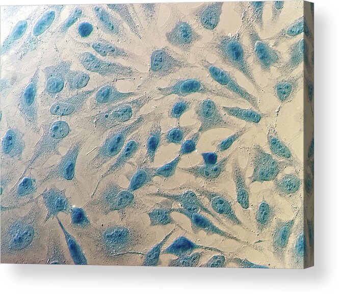 Anatomical Acrylic Print featuring the photograph Hela Cells #4 by Heiti Paves