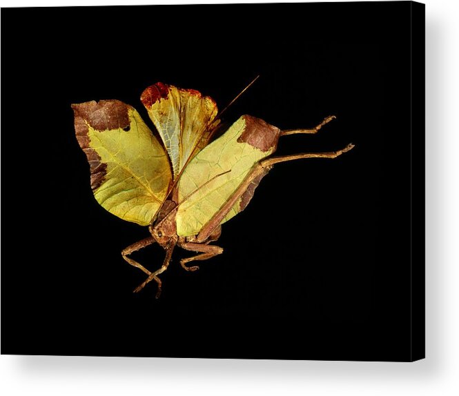 Anatomy Acrylic Print featuring the photograph Leaf-mimic bush-cricket #4 by Science Photo Library