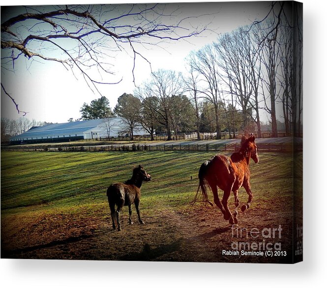 Horse Acrylic Print featuring the photograph 45 and Going Strong by Rabiah Seminole