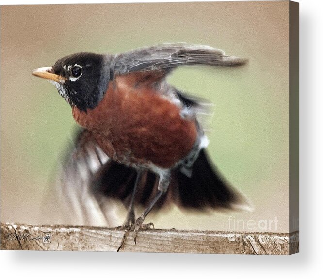 Mccombie Acrylic Print featuring the painting An Entertaining Baby American Robin #5 by J McCombie