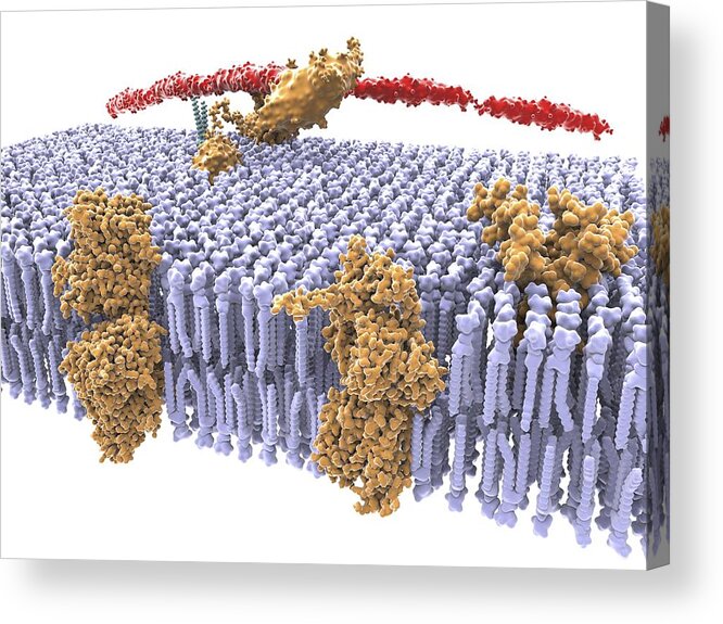 Cell Acrylic Print featuring the photograph Cell membrane, artwork #5 by Science Photo Library