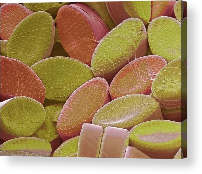Colored Acrylic Print featuring the photograph Diatoms #6 by Steve Gschmeissner/science Photo Library