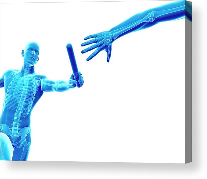 Artwork Acrylic Print featuring the photograph Skeletal System Of A Runner #6 by Sebastian Kaulitzki