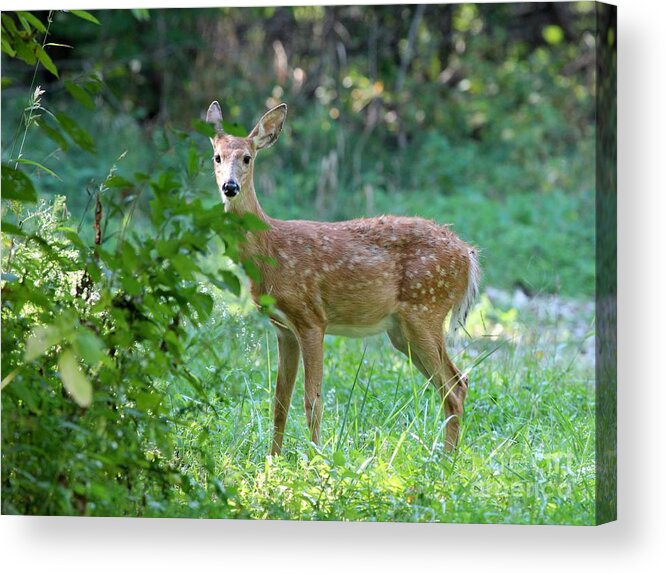 Nature Acrylic Print featuring the photograph White-tailed Deer #6 by Jack R Brock