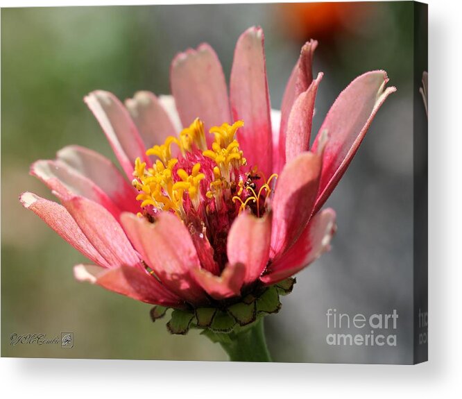 Mccombie Acrylic Print featuring the photograph Zinnia from the Whirlygig Mix #6 by J McCombie