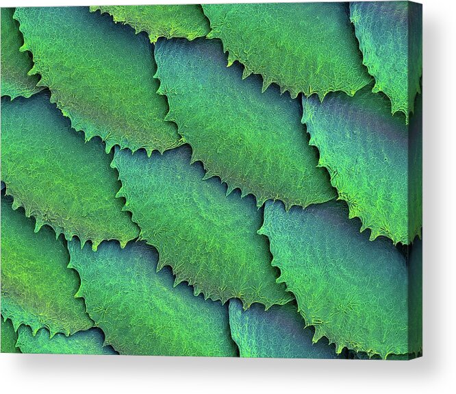 25234g Acrylic Print featuring the photograph Convict Cichlid Fish Scales #7 by Dennis Kunkel Microscopy/science Photo Library