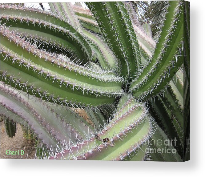 Cactus Acrylic Print featuring the photograph Cacti #7 by Chani Demuijlder