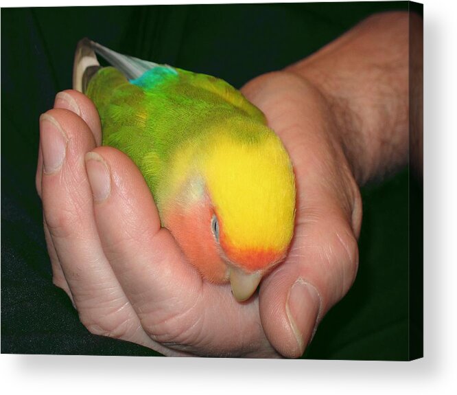 Lovebird Acrylic Print featuring the photograph A Bird in the Hand by Andrea Lazar