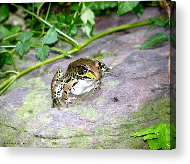 a Froggy Day Acrylic Print featuring the photograph A Froggy Day by Kimmary MacLean