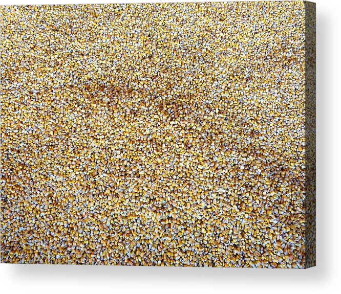 A Rather Corny Image Acrylic Print featuring the photograph A Rather Corny Image by Will Borden