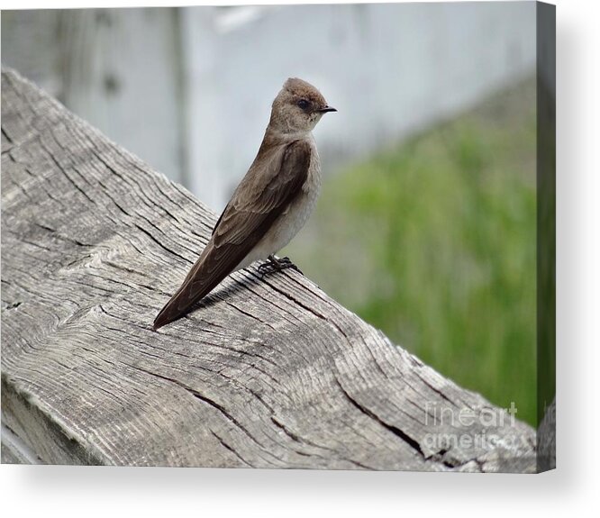 Bird Acrylic Print featuring the photograph A Rather Military Bird by Christopher Plummer