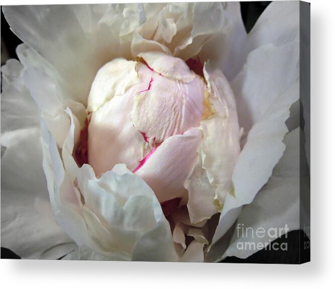  Acrylic Print featuring the photograph A Scoop of Strawberry Ice Cream in a Flower by Renee Trenholm