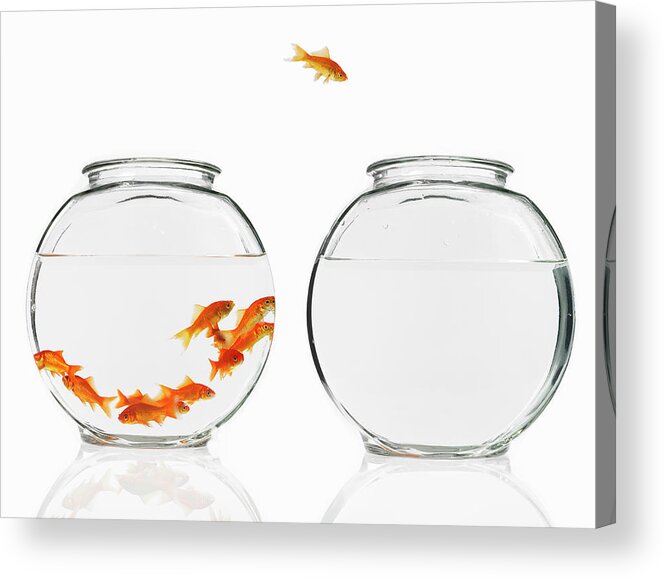 Pets Acrylic Print featuring the photograph A Single Goldfish Leaping From A by Mint Images - David Arky