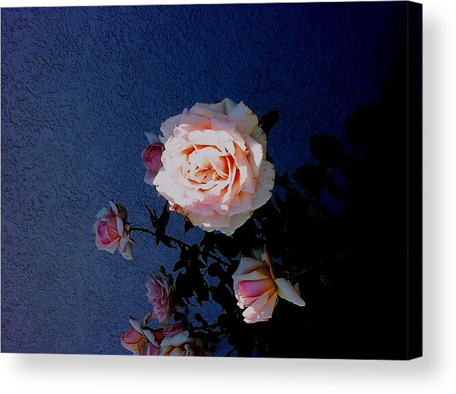 Floral Acrylic Print featuring the photograph A Spot of Sunlight by Fred Wilson