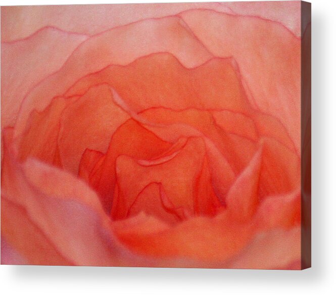 Roses Acrylic Print featuring the photograph A Sweet Baby's Kiss by The Art Of Marilyn Ridoutt-Greene